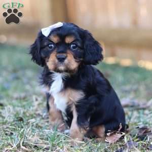 Betsy, Cavalier King Charles Spaniel Puppy